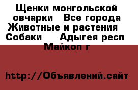 Щенки монгольской овчарки - Все города Животные и растения » Собаки   . Адыгея респ.,Майкоп г.